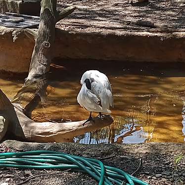 とくしま動物園 北島建設の森のundefinedに実際訪問訪問したユーザーunknownさんが新しく投稿した新着口コミの写真