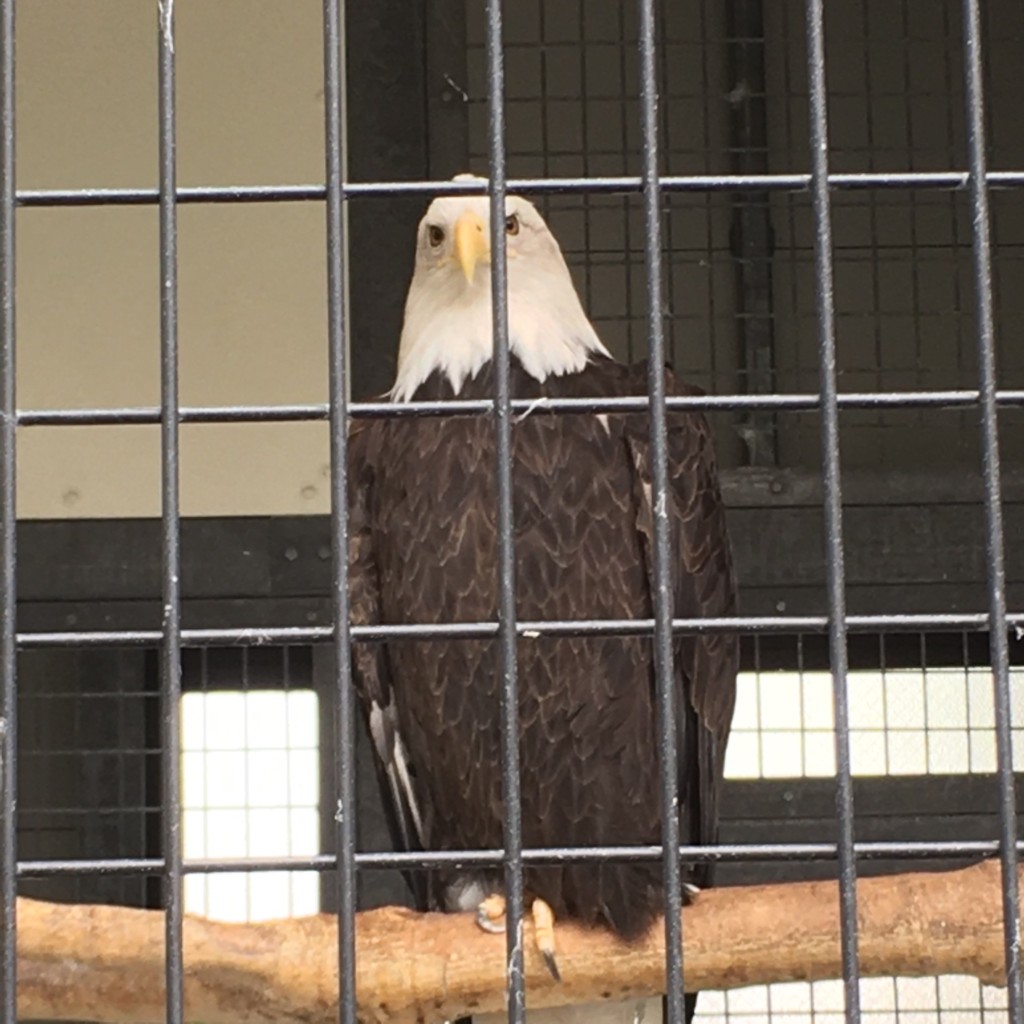 実際訪問したユーザーが直接撮影して投稿した青柳町動物園函館公園動物施設の写真