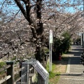 実際訪問したユーザーが直接撮影して投稿した八幡河川真間川の写真