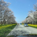 実際訪問したユーザーが直接撮影して投稿した散策路桜と菜の花ロードの写真