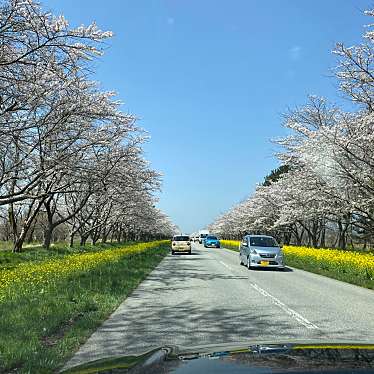 桜と菜の花ロードのundefinedに実際訪問訪問したユーザーunknownさんが新しく投稿した新着口コミの写真