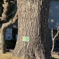 実際訪問したユーザーが直接撮影して投稿した久野公園大イチョウの写真