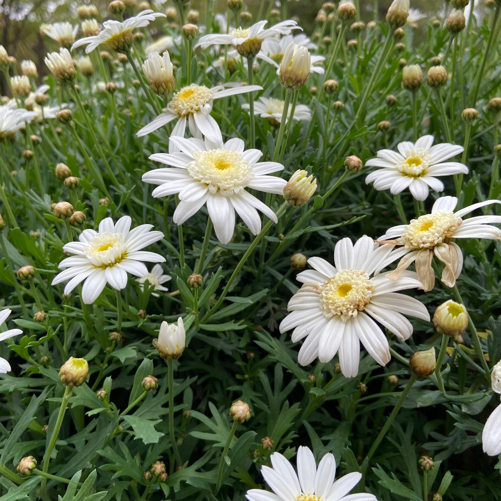 さいころジュリさんが投稿した長居公園公園のお店長居公園/ナガイコウエンの写真