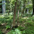 実際訪問したユーザーが直接撮影して投稿した大手町公園大手町の森の写真