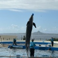 実際訪問したユーザーが直接撮影して投稿した石川水族館 / アクアリウム沖縄美ら海水族館の写真