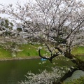 実際訪問したユーザーが直接撮影して投稿した河川千鳥ケ淵の写真