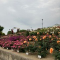 実際訪問したユーザーが直接撮影して投稿した花園町公園ばら公園の写真