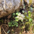 実際訪問したユーザーが直接撮影して投稿した山 / 峠藤原岳の写真