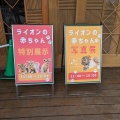 実際訪問したユーザーが直接撮影して投稿した須山動物園ライオンの展示の写真