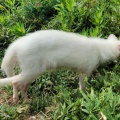 実際訪問したユーザーが直接撮影して投稿した扇町動物園飯田市立動物園の写真