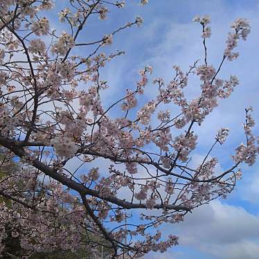 実際訪問したユーザーが直接撮影して投稿した高師公園茂原公園の写真