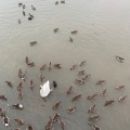 実際訪問したユーザーが直接撮影して投稿した水原湖沼 / 池瓢湖の写真