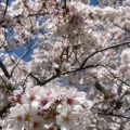 実際訪問したユーザーが直接撮影して投稿した東野町公園落合公園の写真