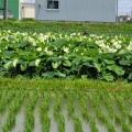 実際訪問したユーザーが直接撮影して投稿した森川町自然名所森川花はす田の写真