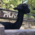 実際訪問したユーザーが直接撮影して投稿した綾羽動物園五月山動物園の写真