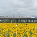 実際訪問したユーザーが直接撮影して投稿した東前町生息地 / 群生地・飛来地大垣ひまわり畑の写真