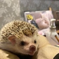 実際訪問したユーザーが直接撮影して投稿した神宮前テーマカフェHedgehog Cafe HARRY 原宿駅前店の写真