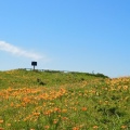 実際訪問したユーザーが直接撮影して投稿した浜小清水生息地 / 群生地・飛来地小清水原生花園の写真