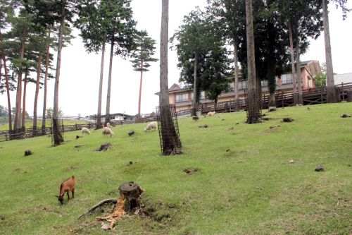 実際訪問したユーザーが直接撮影して投稿した丹土観光牧場兵庫県立但馬牧場公園の写真