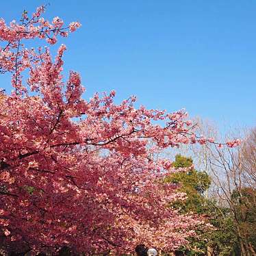 実際訪問したユーザーが直接撮影して投稿した小山台公園都立林試の森公園の写真