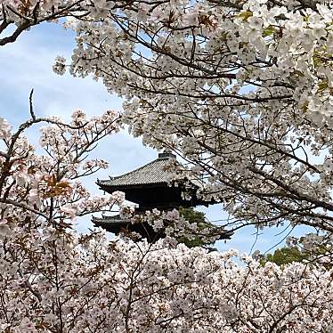 マグノリアうさぎさんが投稿した御室大内寺のお店仁和寺/ニンナジの写真