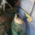 実際訪問したユーザーが直接撮影して投稿した海岸通水族館 / アクアリウム海遊館の写真