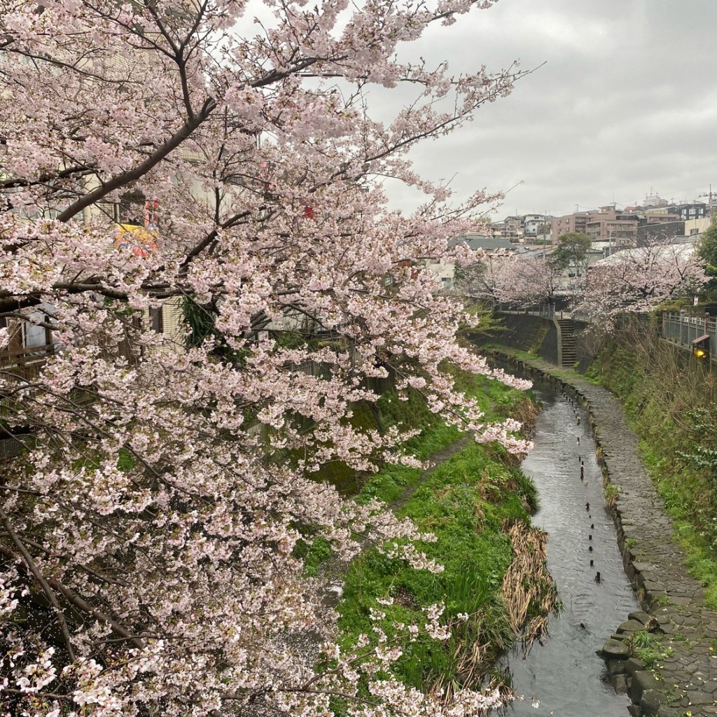 実際訪問したユーザーが直接撮影して投稿した河川大岡川の写真