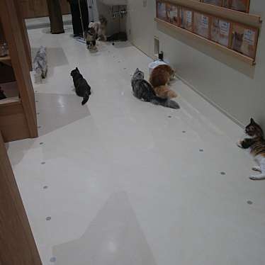 Cat Cafe MOFF モラージュ菖蒲のundefinedに実際訪問訪問したユーザーunknownさんが新しく投稿した新着口コミの写真