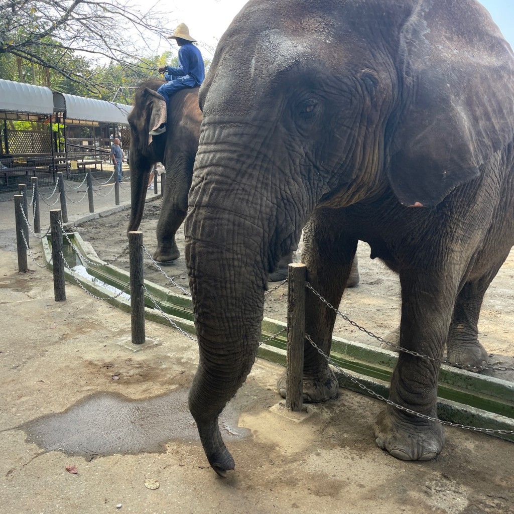 実際訪問したユーザーが直接撮影して投稿した山小川動物園アニマルワンダーリゾウト 市原ぞうの国の写真