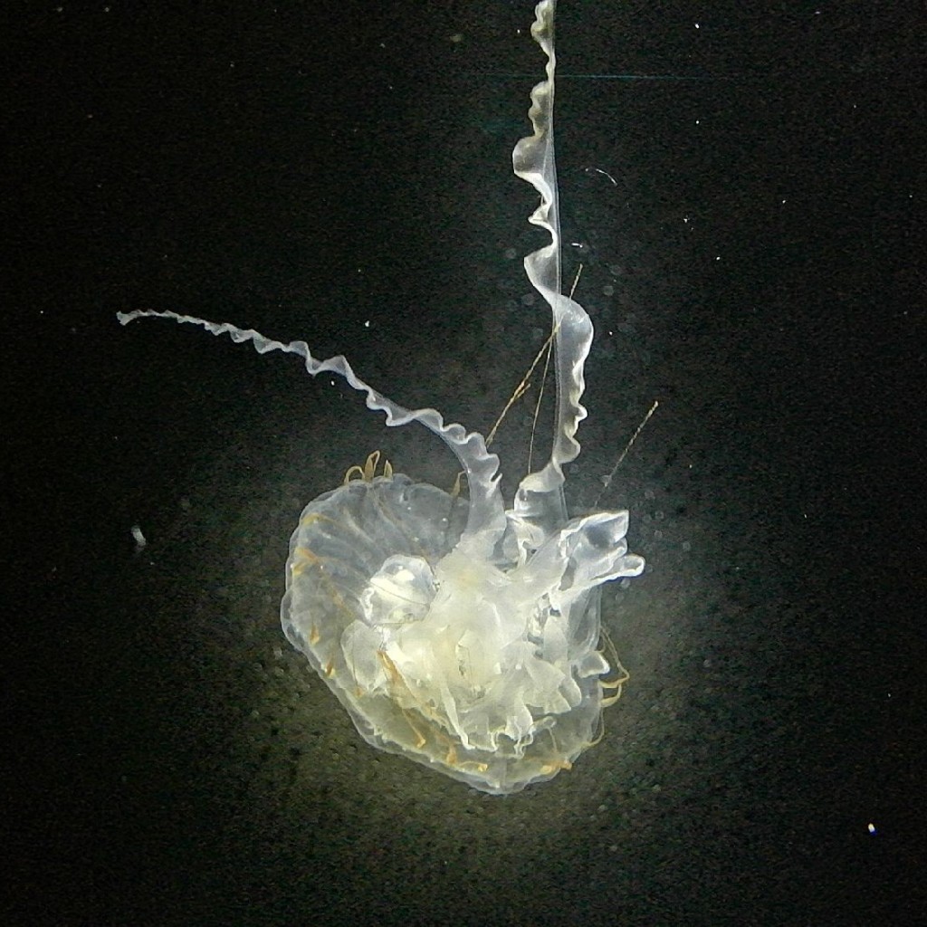 みーちゃnさんが投稿した三丁目水族館 / アクアリウムのお店下田海中水族館/シモダカイチュウスイゾクカンの写真