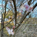 実際訪問したユーザーが直接撮影して投稿した三波川公園桜山公園の写真