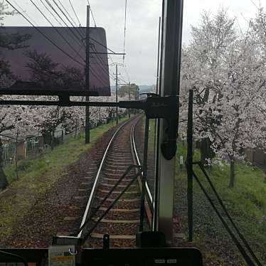 実際訪問したユーザーが直接撮影して投稿した宇多野法安寺町地域名所嵐電桜のトンネルの写真