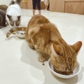 実際訪問したユーザーが直接撮影して投稿した寿町カフェ猫カフェ Moff animal cafe アリオ倉敷店の写真