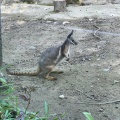 実際訪問したユーザーが直接撮影して投稿した程久保動物園多摩動物公園の写真