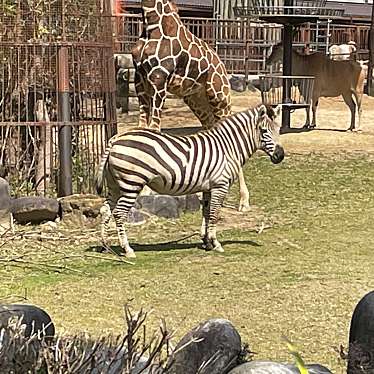 愛媛県立とべ動物園のundefinedに実際訪問訪問したユーザーunknownさんが新しく投稿した新着口コミの写真