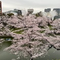 実際訪問したユーザーが直接撮影して投稿した麹町公園千鳥ヶ淵公園の写真