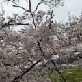 実際訪問したユーザーが直接撮影して投稿した大嶺町東分桜の名所美祢さくら公園の写真