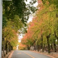 実際訪問したユーザーが直接撮影して投稿した藤白台紅葉の名所三色彩道の写真