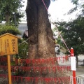 実際訪問したユーザーが直接撮影して投稿した一の宮町宮地神社阿蘇神社の写真