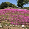 実際訪問したユーザーが直接撮影して投稿した箕郷町松之沢公園みさと芝桜公園の写真