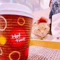 実際訪問したユーザーが直接撮影して投稿したウイング土屋カフェ猫カフェ Moff animal cafe イオンモール成田店の写真