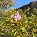 実際訪問したユーザーが直接撮影して投稿した大山町桜の名所東大山河津桜の写真