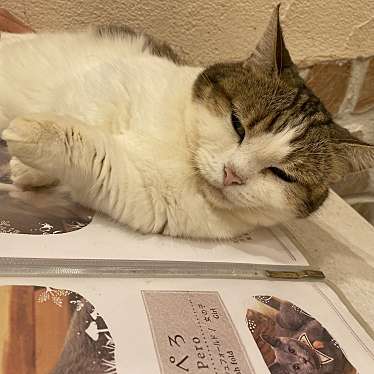 Cat Cafe てまりのおしろのundefinedに実際訪問訪問したユーザーunknownさんが新しく投稿した新着口コミの写真