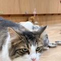 実際訪問したユーザーが直接撮影して投稿した白鳥町カフェCat Cafe MOFF イオンモール豊川店の写真