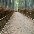 実際訪問したユーザーが直接撮影して投稿した嵯峨天龍寺芒ノ馬場町地域名所竹林の小径の写真