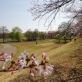 実際訪問したユーザーが直接撮影して投稿した烏ケ森公園烏ケ森公園の写真