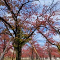 実際訪問したユーザーが直接撮影して投稿した門真公園さくら広場(門真)の写真