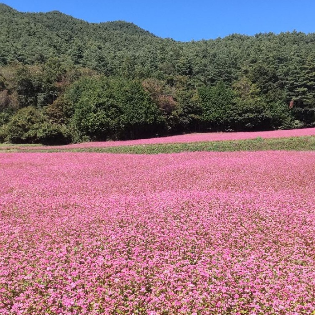 実際訪問したユーザーが直接撮影して投稿した自然名所信州伊那高原赤そばの里の写真