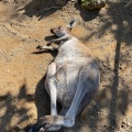 実際訪問したユーザーが直接撮影して投稿した富戸動物園伊豆シャボテン動物公園の写真