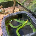 実際訪問したユーザーが直接撮影して投稿した高島平植物園 / 樹木園板橋区立 熱帯環境植物館の写真